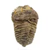 Fossiler Trilobit aus Marokko - 0