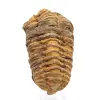 Fossiler Trilobiten - 0