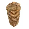 Fossiler Trilobit - 0
