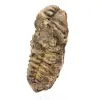 Trilobit aus Marokko - 1