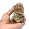 Trilobit aus Marokko - 3