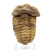 Trilobit - 0