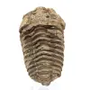 Roher fossiler Trilobit - 0