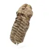 Roher fossiler Trilobit - 1