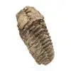 Roher fossiler Trilobit - 2