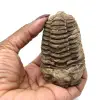 Roher fossiler Trilobit - 3