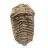 Roher fossiler Trilobit