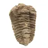 Roher Trilobit - 0