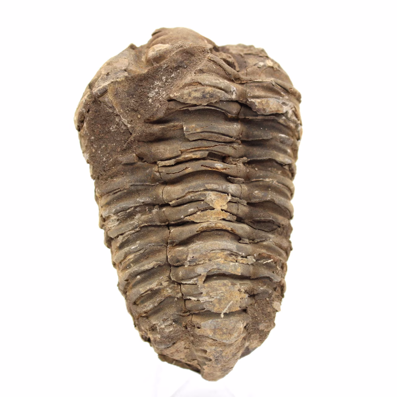 Roher Trilobit