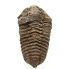 Fossiler Trilobiten aus Marokko - 0