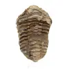 Trilobitenfossil aus Marokko - 0