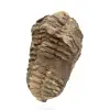 Trilobitenfossil aus Marokko - 2