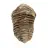 Trilobitenfossil aus Marokko