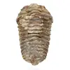 Fossiler Trilobit aus Marokko - 0