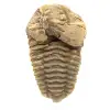 Fossiler Trilobiten - 0