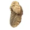 Fossiler Trilobiten - 1