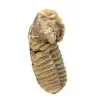 Fossiler Trilobiten - 2