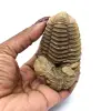 Fossiler Trilobiten - 3