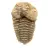 Fossiler Trilobiten