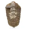 Trilobit aus Marokko - 0
