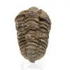 Trilobit aus Marokko - 0