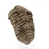 Trilobit aus Marokko - 2