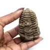 Trilobit aus Marokko - 3