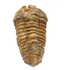 Trilobit - 0