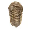 Roher Trilobit aus Marokko - 0