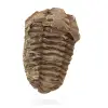 Roher fossiler Trilobit - 0