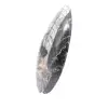 Orthoceras - 1