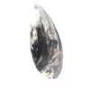 Orthoceras - 2