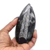 Orthoceras - 3