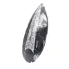 Poliertes Orthoceras-Fossil - 2