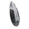 Poliertes Orthoceras-Fossil - 3