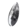 Polierte Orthoceras - 2