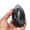 Orthoceras Fossil Marokko - 0