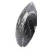 Orthoceras Fossil Marokko - 2