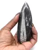 Orthoceras-Fossil aus Marokko - 0
