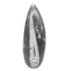 Orthoceras-Fossil aus Marokko - 1