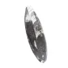 Orthoceras Fossil Marokko - 3