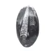 Orthoceras-Fossil - 1