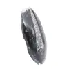 Orthoceras-Fossil - 3