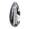 Orthoceras-Fossil - 1