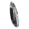 Orthoceras-Fossil - 3