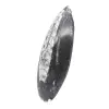 Orthoceras von Marokko - 2
