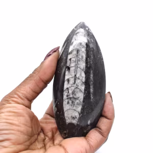 Orthoceras von Marokko