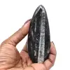 Orthoceras-Fossil aus Marokko - 8