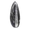 Poliertes Orthoceras-Fossil - 1
