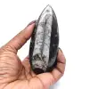 Polierte Orthoceras - 0
